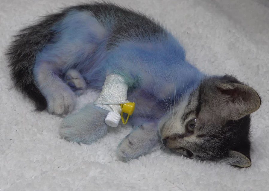 ht. The unfortunate cat, with dyed fur and numerous painful wounds, was ...