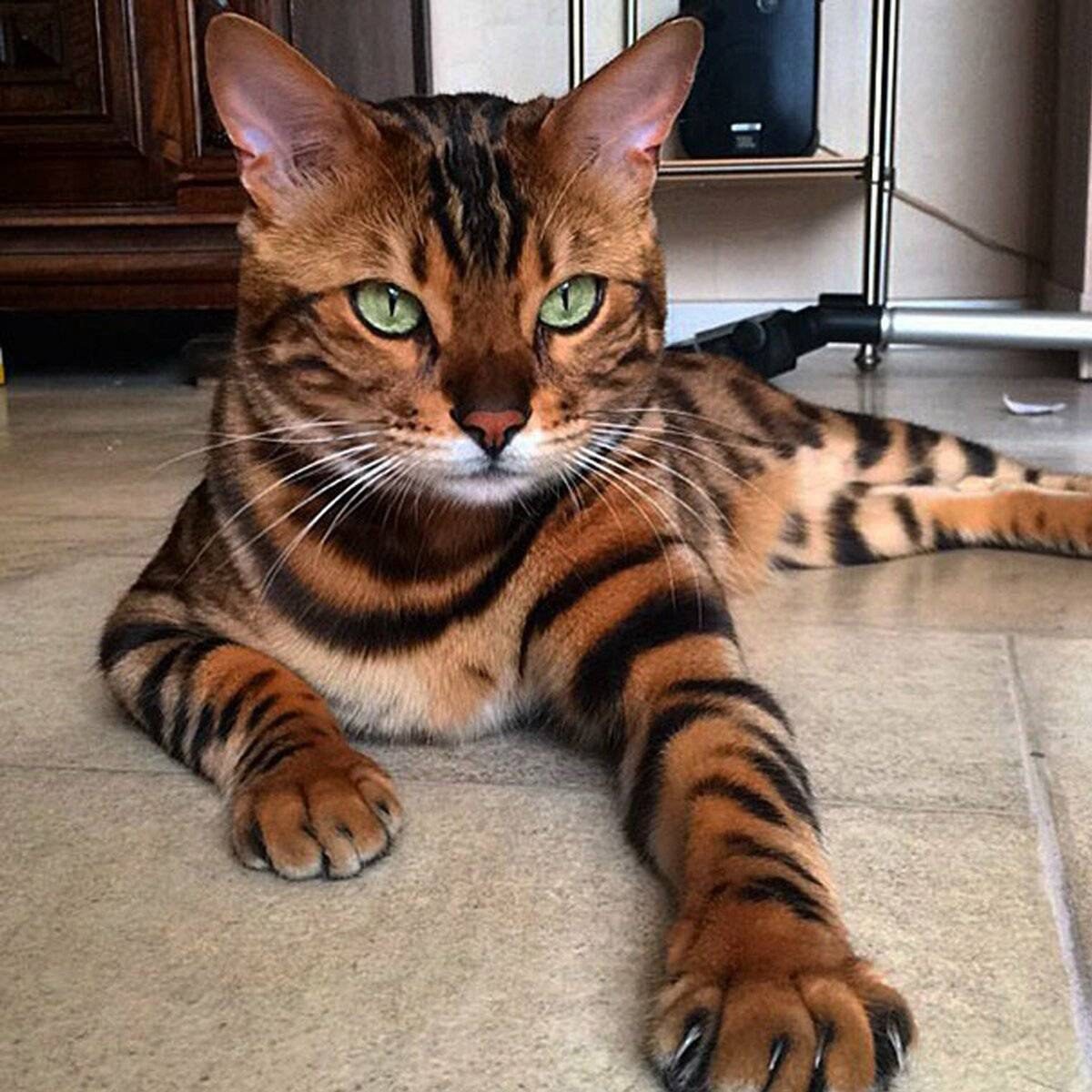 AL "The Bengal Cat: Majestic and Proud, Symbolizing Coolness and ...