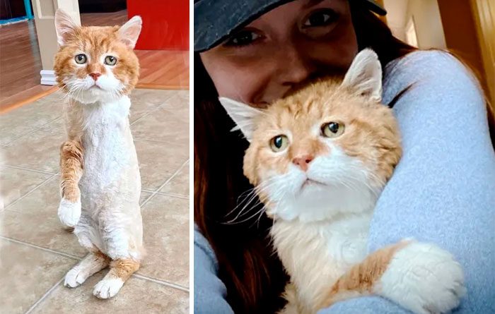 AL Resilient victory: Three-legged cat overcomes adversity and finds a ...