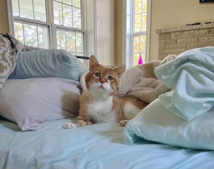 AL Resilient victory: Three-legged cat overcomes adversity and finds a ...