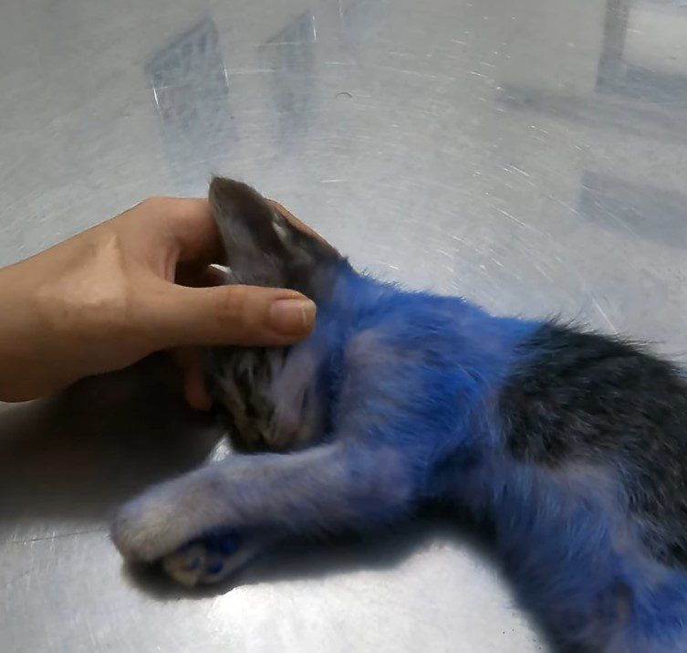 ht. The unfortunate cat, with dyed fur and numerous painful wounds, was ...