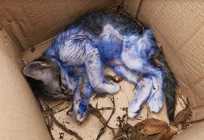 tpn-The distressed feline, its fur dyed and covered in numerous painful ...