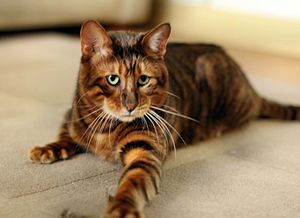 Mèo Toyger – Wikipedia tiếng Việt