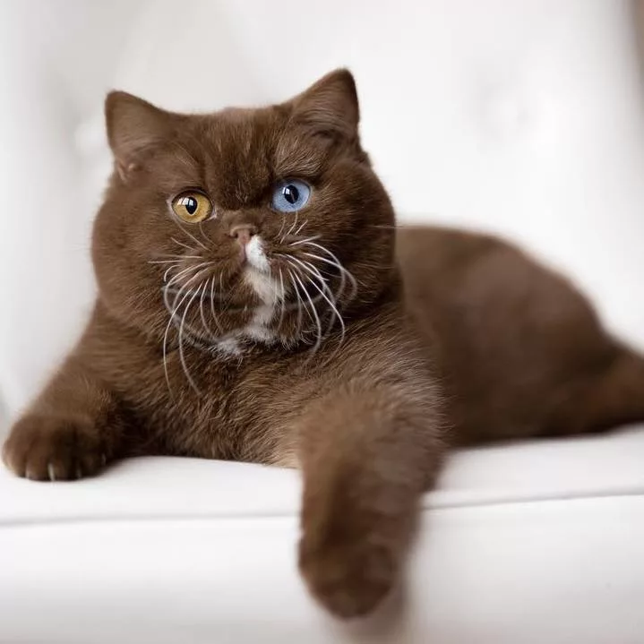 thuk6 Cub, the adorable teddy bear-like cat: Looks adorable with his ...