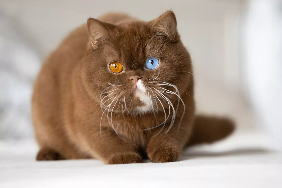 Cub: The Cat Whose Mismatched Eyes Mirror a Tiny Bear’s Charm