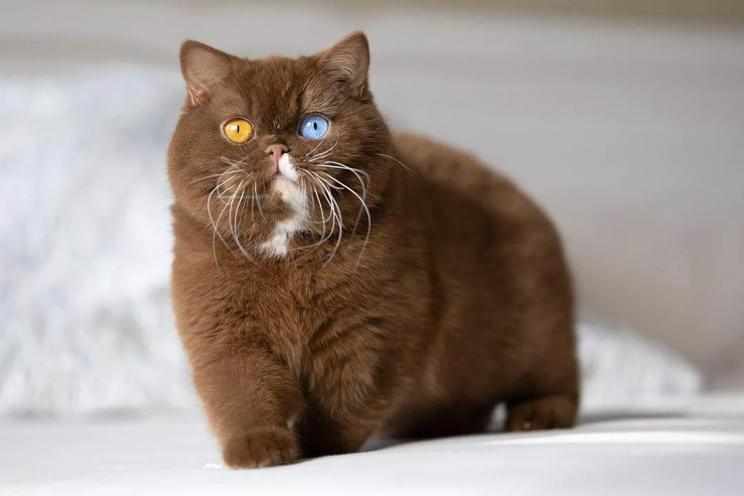 SY "Meet the Extraordinary Feline with Bear-Like Mismatched Eyes Taking ...