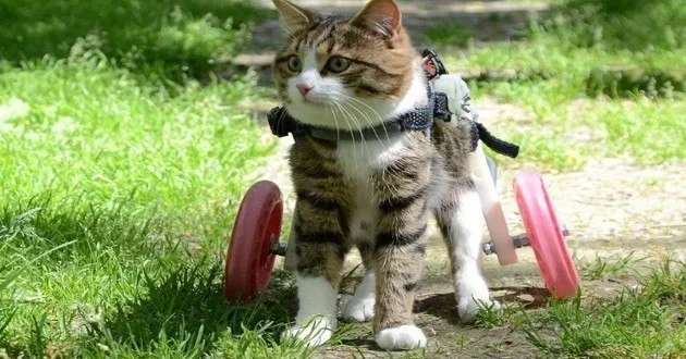 "Unveiling Daily Triumphs: A Disabled Cat's Inspirational Journey ...