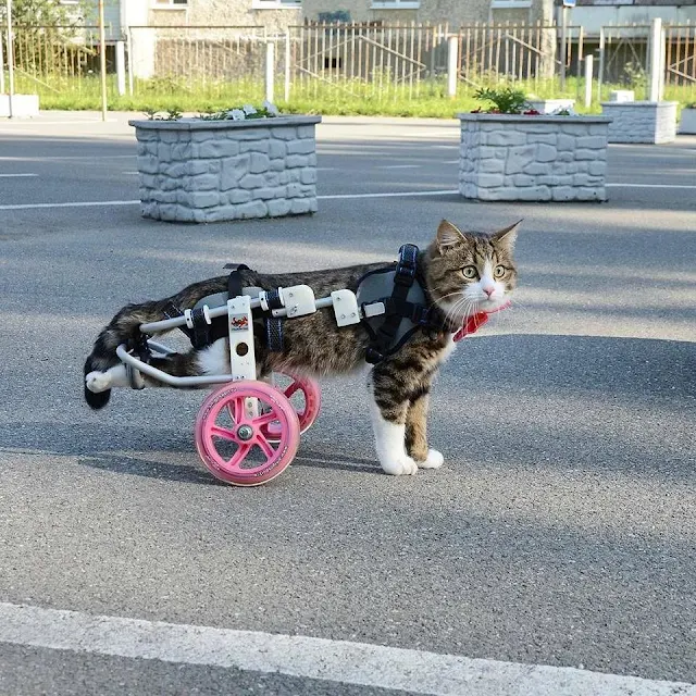 "Unveiling Daily Triumphs: A Disabled Cat's Inspirational Journey ...