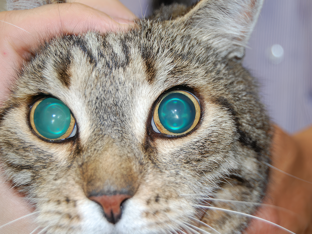 AH Timely Intervention Rescues Cat from Retinal Degeneration, an ...