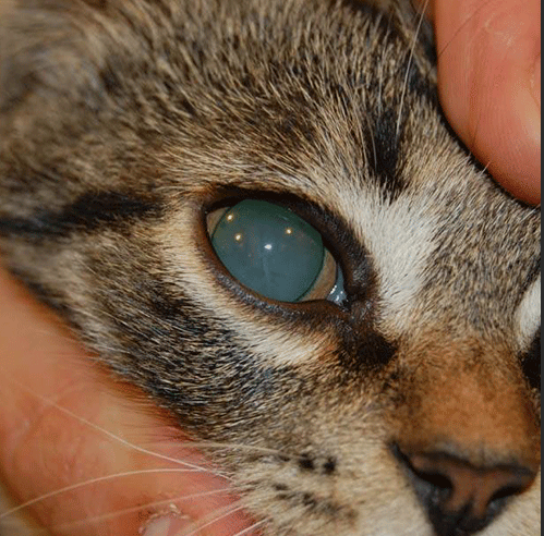 AH Timely Intervention Rescues Cat from Retinal Degeneration, an ...