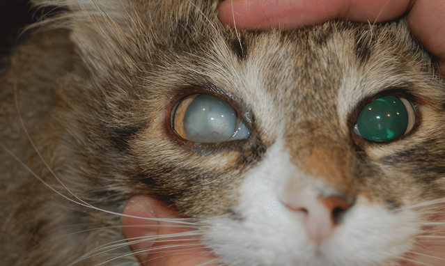 AH Timely Intervention Rescues Cat from Retinal Degeneration, an ...