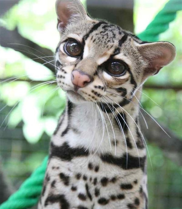 Exploring the World’s Rarest and Cutest Wild Cat, Listed on the ...