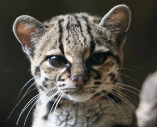 XS. Learning about the world's most unusual and cutest wild cat, which ...