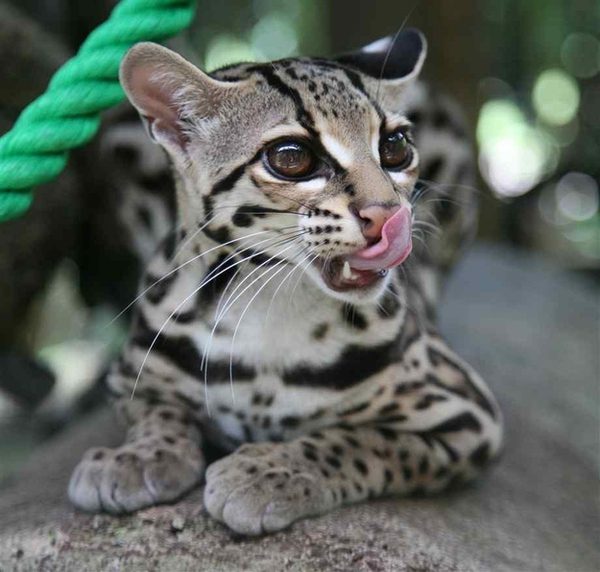 XS. Learning about the world's most unusual and cutest wild cat, which ...