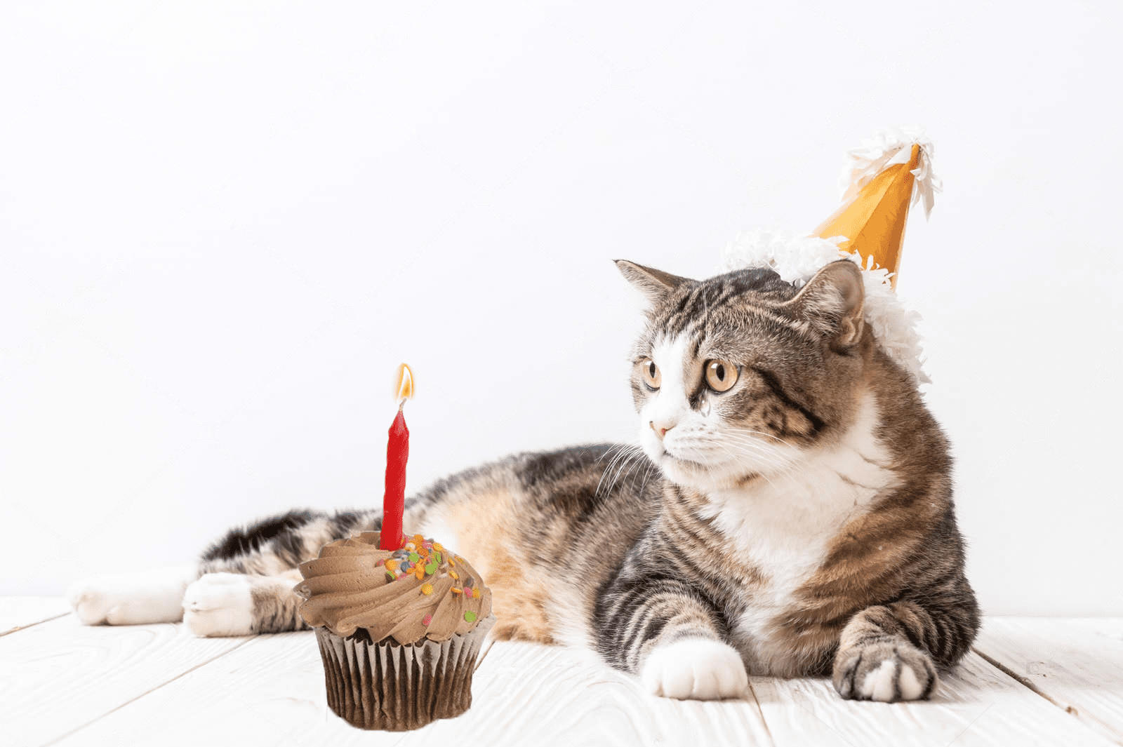 kitten birthday