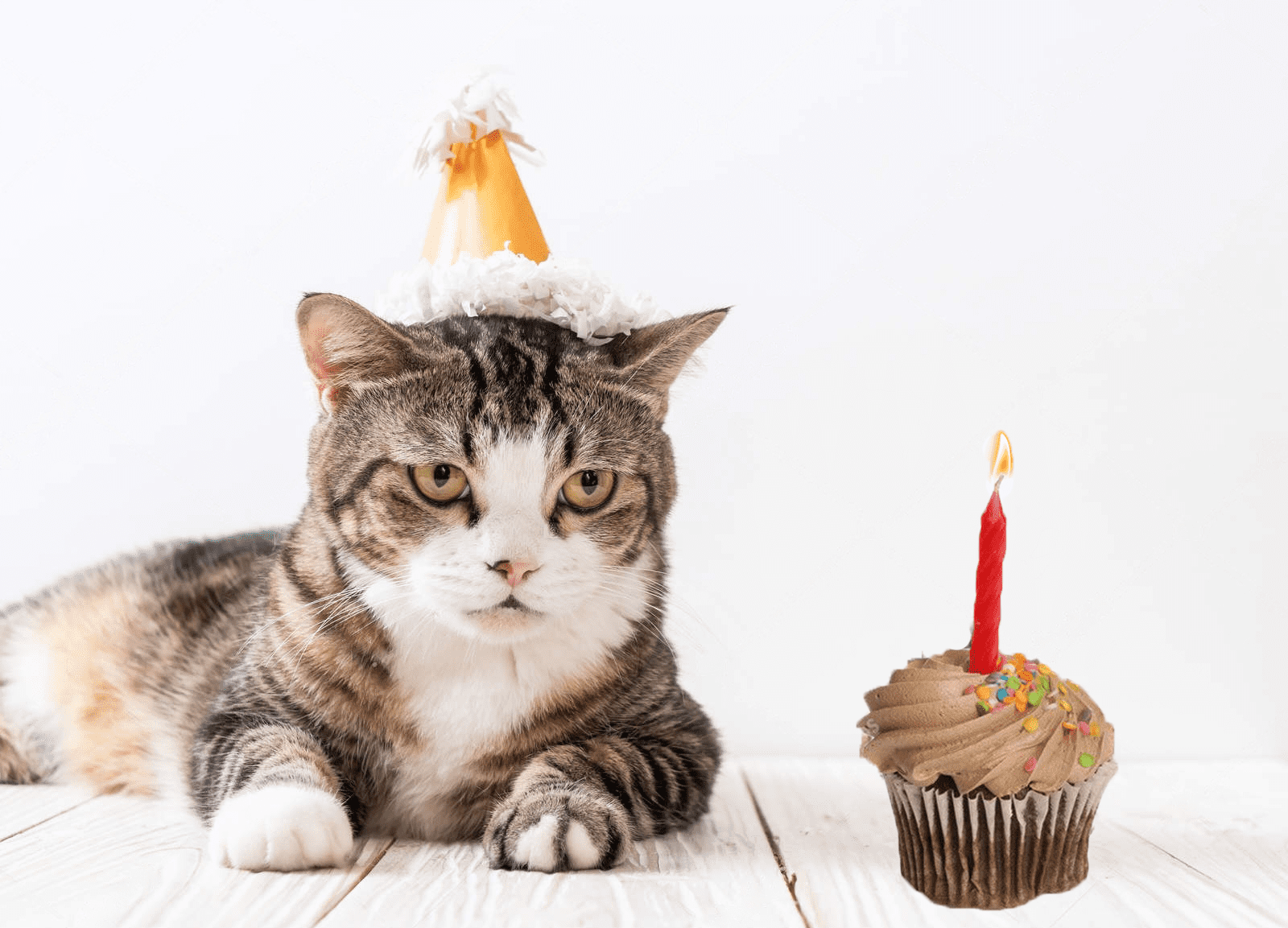 kitten birthday