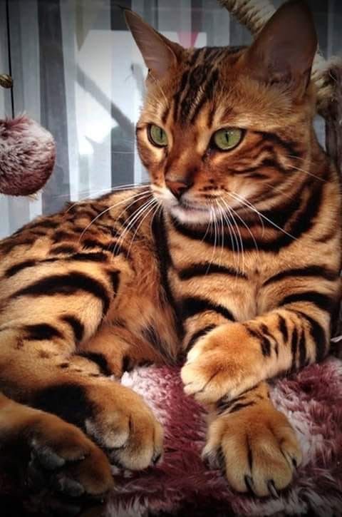 AL "The Bengal Cat: Majestic and Proud, Symbolizing Coolness and ...