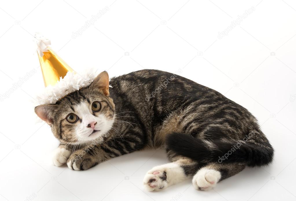 kitten birthday