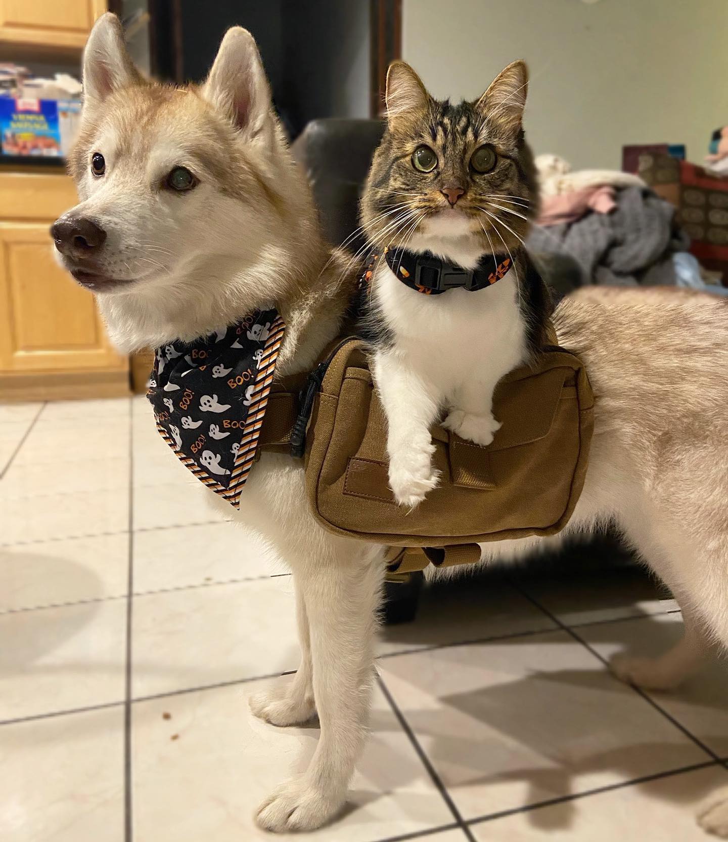 An unexpected connection develops as a Siberian husky saves a kitten ...