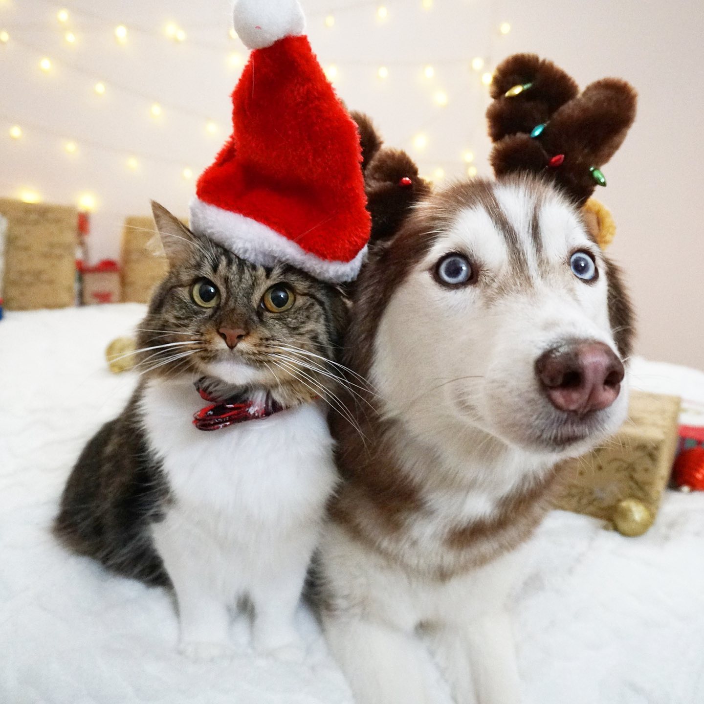 AH Merry Christmas with our best friends Husky dog and Lilo cat, close ...