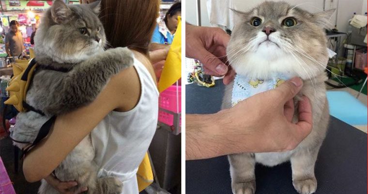 Meet Bone Bone, the giant furry cat from Thailand causing a sensation ...