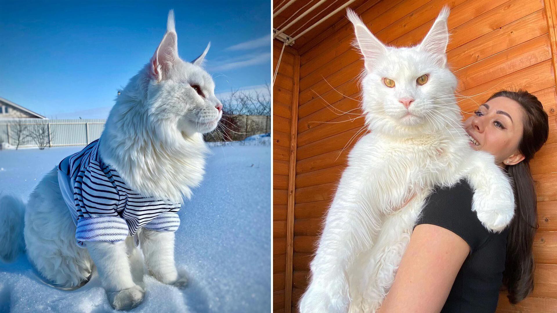 Meet Kefir, the most popular Maine Coon cat in Russia (PHOTOS) - Russia Beyond