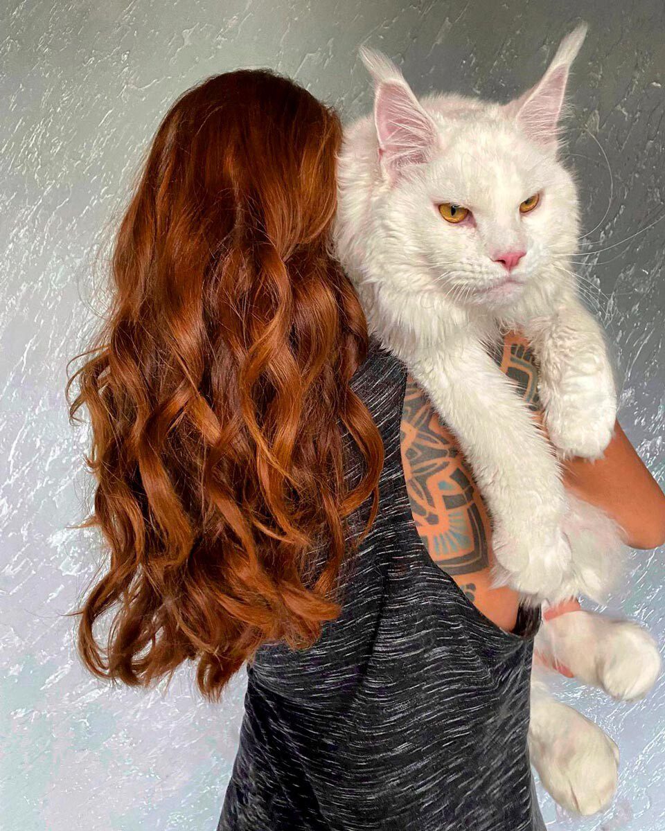 Meet Kefir, the most popular Maine Coon cat in Russia (PHOTOS) - Russia Beyond