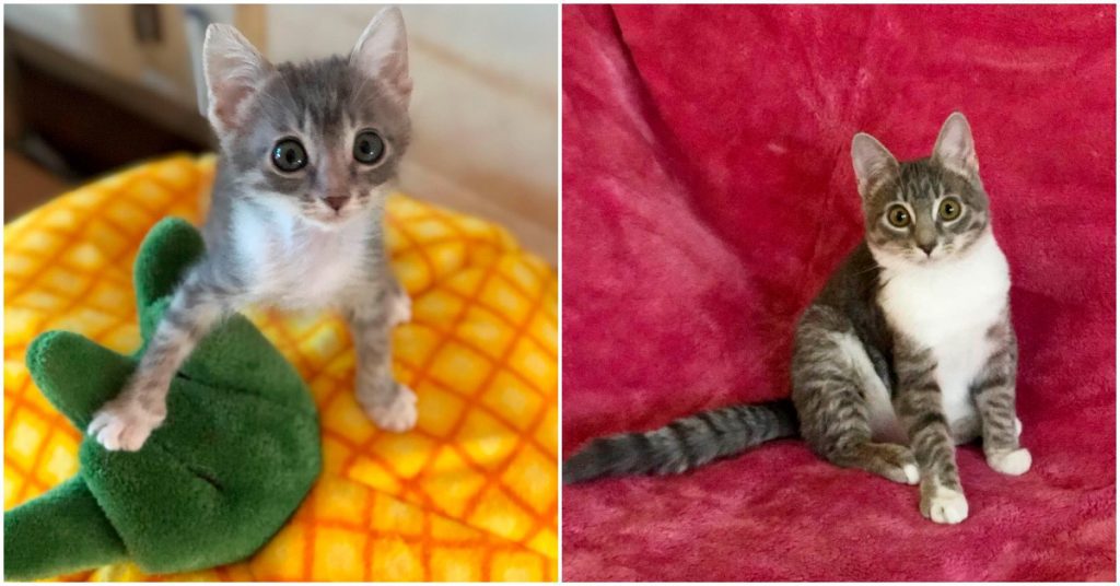 After being saved, the little cat with the big eyes had the happiest ...