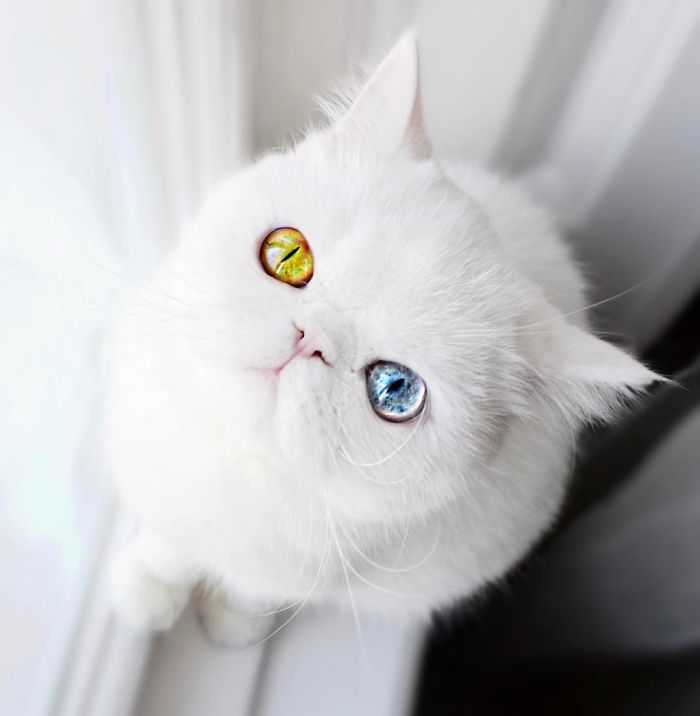 Meet Pam Pam, A Tiny Kitty With Heterochromia Whose Eyes Will Hypnotize You