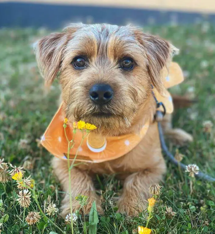 10 Fun Facts About Norfolk Terriers