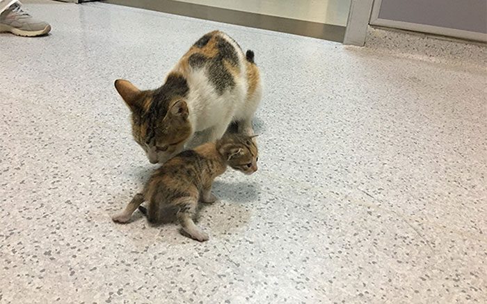 mother cat takes her sick kitten to hospital 1