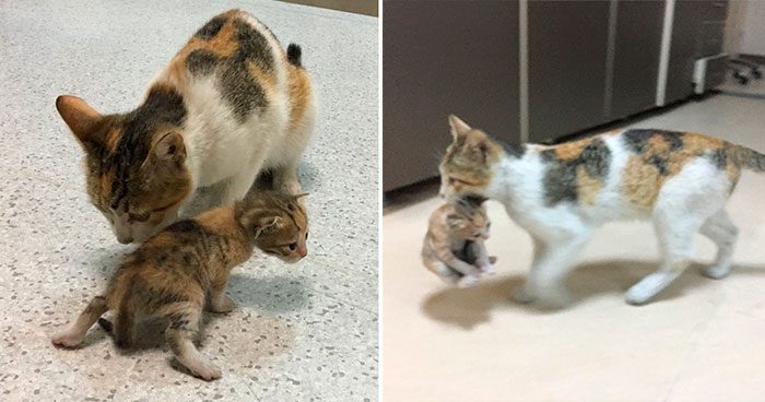 mother cat takes her sick kitten to hospital