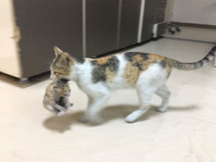 mother cat takes her sick kitten to hospital 2